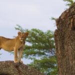 Lighting Effect Video Download, Lion, Feline, Cat, Wildlife, Predator