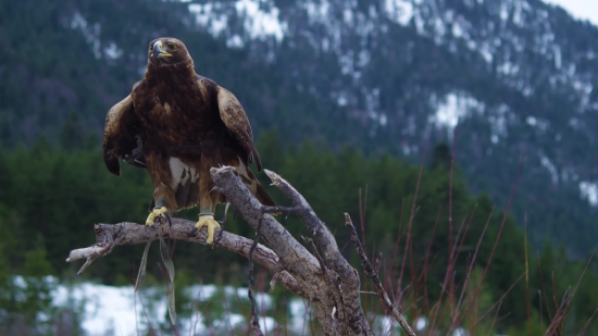 Lighting Video Background Free Download, Kite, Hawk, Bird, Wildlife, Eagle