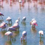 Lightning Background Video Effects Hd Free Download, Flamingo, Wading Bird, Aquatic Bird, Bird, Lake