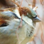 Lightning Background Video Effects Hd, Sparrow, Bird, Vertebrate, Beak, Wildlife