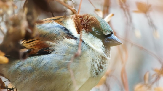 Lightning Background Video Effects Hd, Sparrow, Bird, Vertebrate, Beak, Wildlife