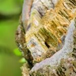 Lightning Green Screen Video Download, Tree, Woody Plant, Cacao, Vascular Plant, Plant