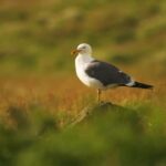 Lightning Sky Video Download, Gull, Coastal Diving Bird, Seabird, Bird, Wildlife