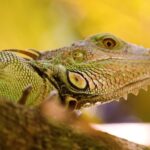 Lightning Stock Footage Free, Common Iguana, Lizard, Reptile, Wildlife, Iguana