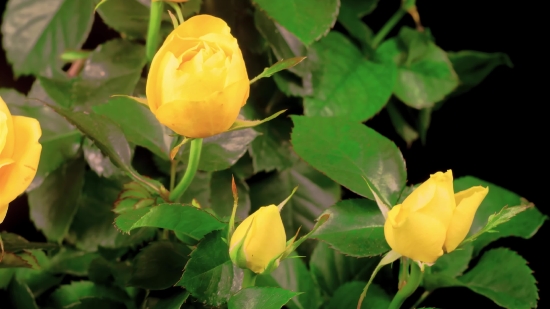 Lightning Strike Stock Footage, Bud, Plant, Flower, Spring, Tulip