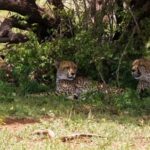 Link Download Video Tiktok, Cheetah, Big Cat, Feline, Wildlife, Safari