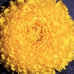 Link Tiktok Download, Petal, Flower, Yellow, Plant, Sunflower