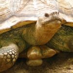 Live Video Wallpaper For Pc Free Download Hd, Turtle, Reptile, Mud Turtle, Slow, Terrapin