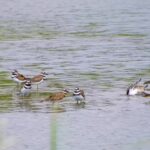 Live Wallpaper For Pc Download Free, Ruddy Turnstone, Shorebird, Turnstone, Red-backed Sandpiper, Wildlife