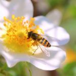 Live Wallpaper Pc Download Free, Worker, Insect, Arthropod, Invertebrate, Flower