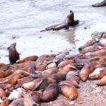 Live Wallpaper Video Download Pc, Sea Lion, Eared Seal, Seal, Water, Sea