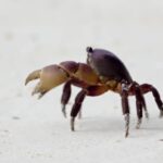 Lofi Background Video Free Download, Crab, Crustacean, Arthropod, Rock Crab, Fiddler Crab