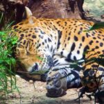 Lofi Video Background Free, Jaguar, Big Cat, Feline, Wildlife, Wild