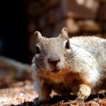 Long Nature Videos Free Download, Wombat, Rodent, Mammal, Squirrel, Fox Squirrel