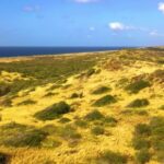 Long Videos Without Copyright, Gorse, Landscape, Sky, Shrub, Land