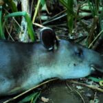 Love Green Screen Video Download, Tapir, Odd-toed Ungulate, Ungulate, Mammal, Placental