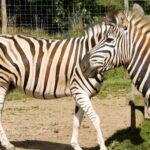 Love Stock Footage, Zebra, Equine, Ungulate, Mammal, Wildlife