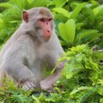 Love Stock Video, Macaque, Monkey, Primate, Wildlife, Wild