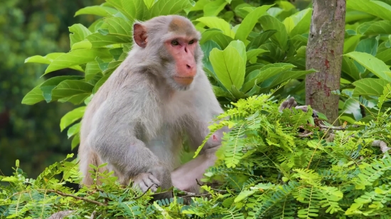 Love Stock Video, Macaque, Monkey, Primate, Wildlife, Wild