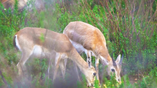 Love Template Video Background Download, Gazelle, Antelope, Impala, Wildlife, Ruminant