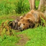 Lovebackground Videos, Brown Bear, Bear, Mammal, Wild, Wildlife