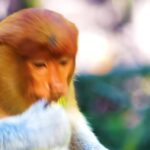 Luxury Cars Video Download, Proboscis Monkey, Monkey, Primate, Portrait, Face