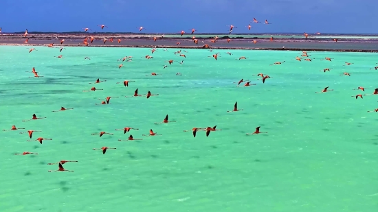 Luxury Stock Footage, Beach, Sea, Water, Seaside, Ocean