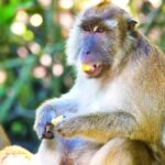 Lyrics Background Video Free Download, Macaque, Monkey, Primate, Wildlife, Ape