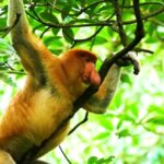 Lyrics Video Background Download, Proboscis Monkey, Monkey, Primate, Wildlife, Wild