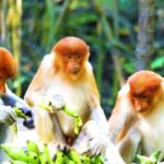 Magic Mike Clips, Proboscis Monkey, Monkey, Primate, Wildlife, Wild