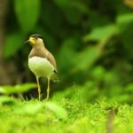 Man Stock Video, Goldfinch, Finch, Bird, Beak, Feather