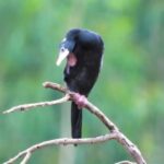 Marathi Video Clip, Vulture, Bird, Wildlife, Beak, Feather