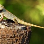 Matrix Background Video Download, Lizard, Wildlife, Reptile, Wild, Chameleon