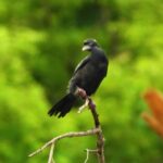 Mazwai Free Stock, Bird, Wildlife, Beak, Feather, Wild