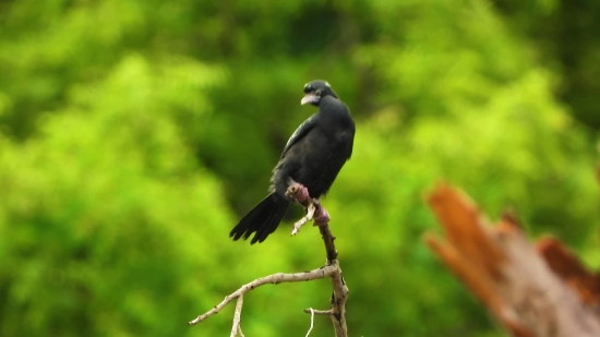 Mazwai Free Stock, Bird, Wildlife, Beak, Feather, Wild