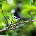 Mbappe Clips, Magpie, Bird, Wildlife, Beak, Feather