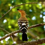 Medical Background Video Free Download, Bird, Jay, Wildlife, Tree, Woodpecker