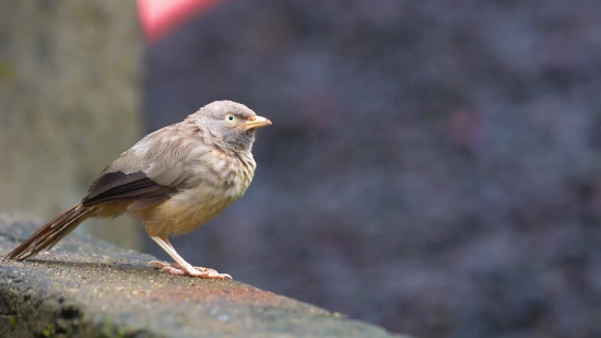 Medical Videos Free Download, Bird, Sparrow, Wildlife, Beak, Wild