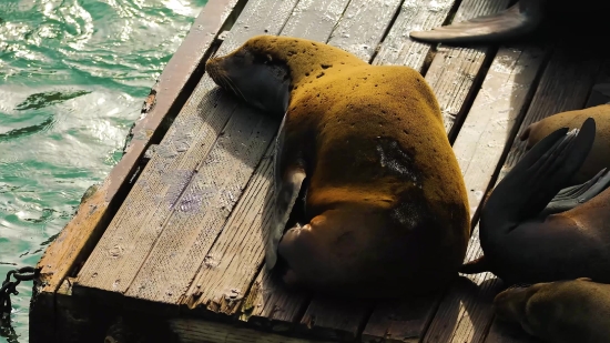 Medicine Videos Free Download, Sea Lion, Eared Seal, Seal, Aquatic Mammal, Water