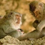 Meeting Stock Video, Macaque, Monkey, Primate, Wildlife, Wild