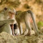 Mega Clip, Baboon, Monkey, Primate, Macaque, Wildlife