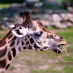 Meme Video Clips Download No Copyright, Giraffe, Animal, Safari, Wildlife, Wild