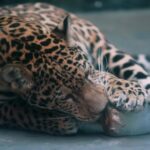 Merry Christmas Stock Video, Jaguar, Big Cat, Feline, Wildlife, Leopard