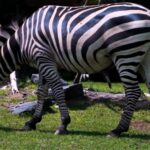 Metal Video Clips, Zebra, Equine, Ungulate, Wildlife, Mammal