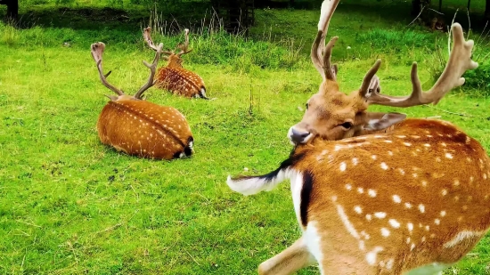 Michael Jackson Clips, Buck, Mammal, Placental, Deer, Wildlife