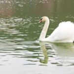 Mind Stock Video, Egret, Bird, Heron, Lake, Wading Bird