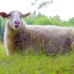 Mixkit Copyright Free Video, Simpleton, Lamb, Sheep, Animal, Farm