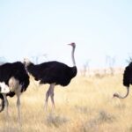 Mobile Clips, Ostrich, Bird, Animal, Wildlife, Wild