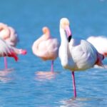 Mogrt Adobe Stock Free, Flamingo, Wading Bird, Aquatic Bird, Bird, Wildlife