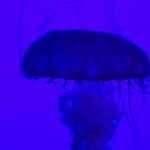 Money Free Stock Video, Jellyfish, Invertebrate, Animal, Light, Color